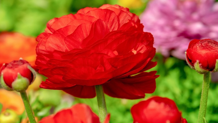 【色別】ラナンキュラスの花言葉