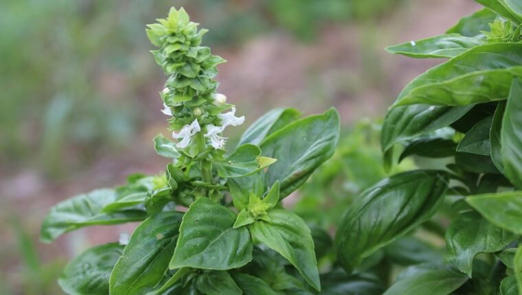 バジルの花言葉｜「怖い意味」についても解説します