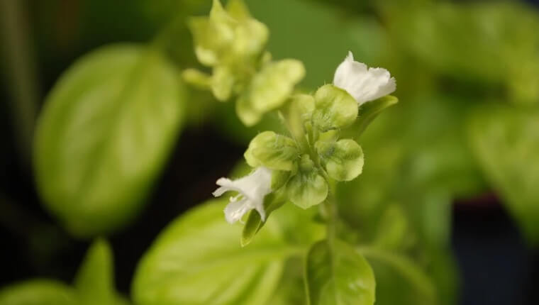 バジルの花言葉｜「怖い意味」も紹介します