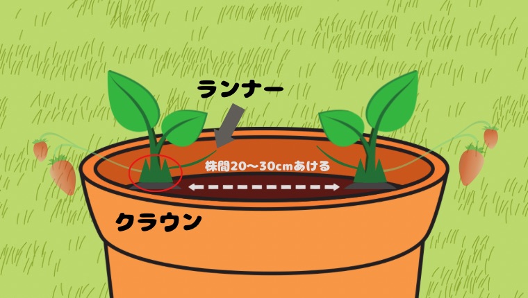 ② 苗を植える